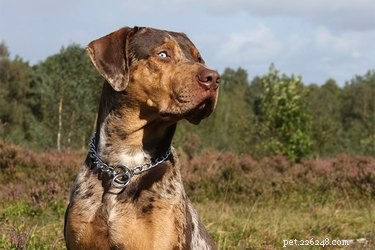What to Expect from a Catahoula‑Great Dane Mix: Traits, Temperament & Care