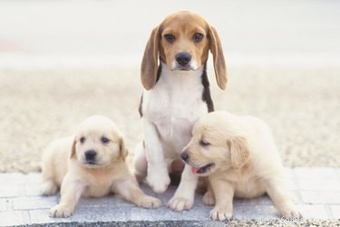 Can Puppies Transmit Distemper to Older Dogs? Expert Insights & Prevention Tips