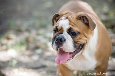 Tranquil Medium‑Sized Dogs: Ideal Companions for Any Lifestyle