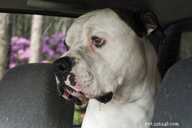 Effective Ways to Reduce Excessive Drooling in Dogs