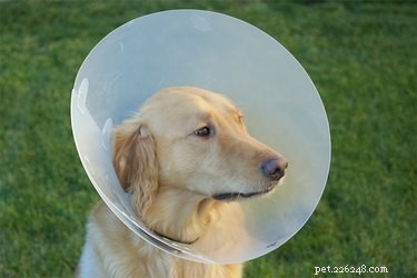 Key Health Concerns in Golden Retrievers: What Owners Should Know
