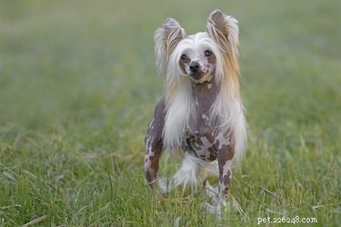 Chinese Crested vs. Mexican Hairless Dogs: Which Is Right for You?