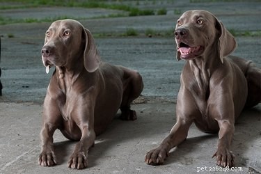 Discover Germany’s 30+ Iconic Dog Breeds: From Great Danes to Pomeranians