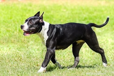 American Staffordshire Terrier Temperament: Understanding Their Behavior and Care