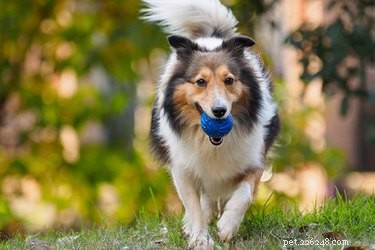Shelties vs. Collies: Key Differences & Breeding History