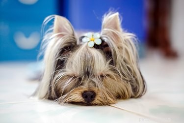 Dog Can t Get Up After Lying Down – Signs & Solutions