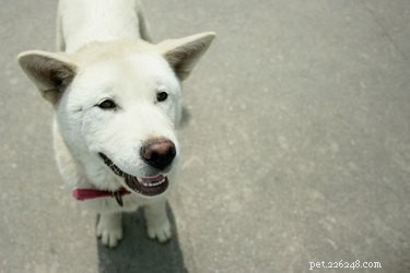 Korean Jindo: Legendary Traits & Ideal Owner Profile