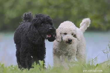 Miniature Poodle Insights: Intelligence, Training & Care Tips