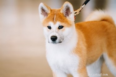 Akita vs. Akita Inu: Understanding the Differences Between the American and Japanese Breeds