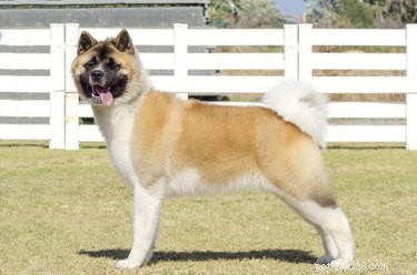 Akita vs. Akita Inu: Understanding the Differences Between the American and Japanese Breeds