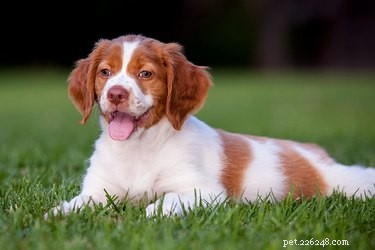 Brittany Spaniel Guide: Traits, Care & Hunting History