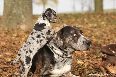 Leopard Catahoula Dogs: Traits, Temperament, and Care Guide