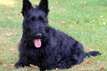 Scottie Dogs: From Fox Hunters to Royal Companions – A Complete History
