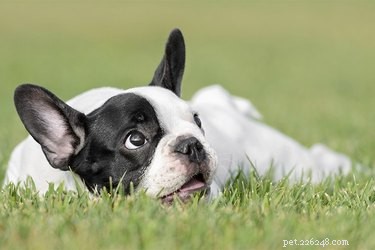 Top Traits & Care Tips for French Bulldogs