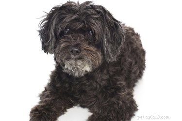 Why Schnoodles Make the Ideal Family Companion