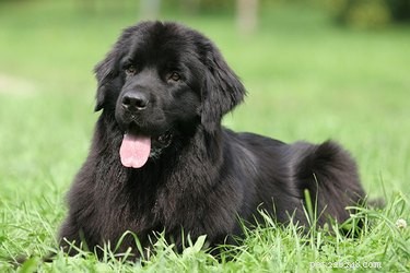 Discover the Gentle Strength of Newfoundland Dogs