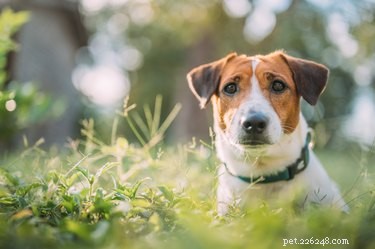 Top Stubborn Dog Breeds: How to Train Them