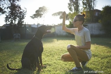 Top Stubborn Dog Breeds: How to Train Them