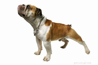 Why a Dog May Pin One Ear Back: Signs, Causes, and What It Reveals