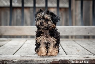Morkie vs. Maltipoo: Which Hybrid Dog Is Right for You?