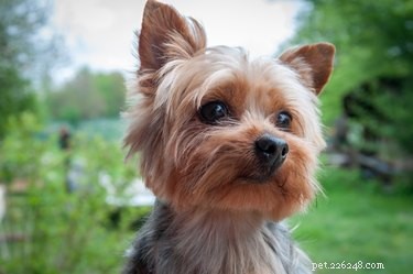 Morkie vs. Maltipoo: Which Hybrid Dog Is Right for You?