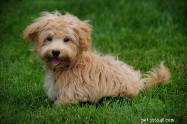 Morkie vs. Maltipoo: Which Hybrid Dog Is Right for You?
