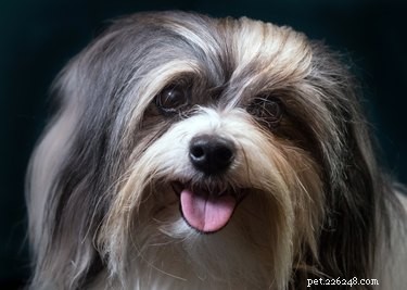Safe Guide to Removing Eye Mats in Dogs: Clean & Comfort Your Pet