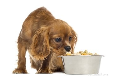 Is It Normal for Puppies to Sit While Eating? What You Need to Know
