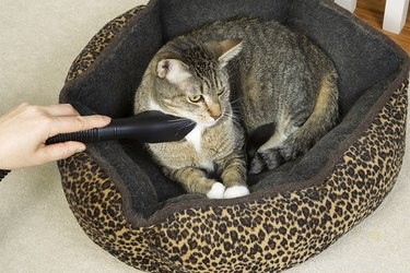 Effective Strategies to Remove Pet Hair From Every Room