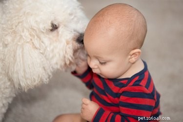 How to Stop Your Dog from Licking Your Baby: Safe, Effective Training Tips