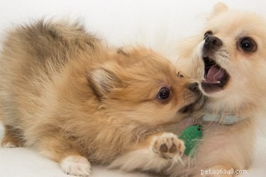 Stop Your Dog From Chewing Another Dog’s Collar: Proven Prevention & Training Tips