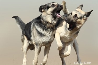 How to Stop Male Dog Siblings from Fighting: Quick Tips for Harmony