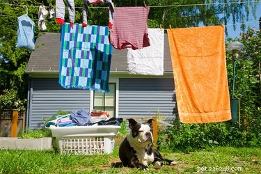 How to Stop Your Dog from Pulling Clothes Off the Line: Quick Training Tips