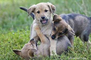 Does a Puppy with Parvo Infect Its Siblings? What You Need to Know