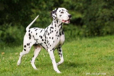 Uric Acid Stones in Dogs: Causes, Prevention, and Treatment