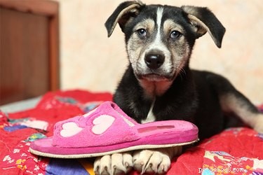 How to Keep Your Slippers Safe from Your Dog: Proven Tips