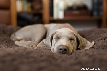 How to Tell if Your Puppy Is Bored or Exhausted