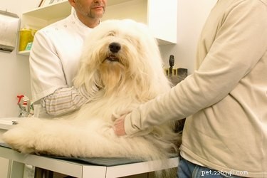 Proper Tick Removal: Safely Removing a Tick’s Head from Your Dog