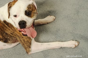 Do Female Dogs Scoot Their Butts During Heat? Understanding Causes & Signs