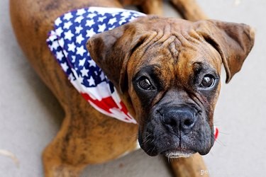 Canine Stenosis: Causes, Symptoms, and Treatment Options