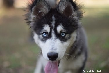 Mastering Eye Contact: A Key to Effective Dog Training