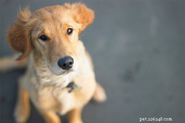 When Will a Dog Go Into Heat After Pregnancy?
