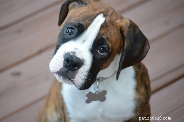 Does Neutering Your Male Dog Impact Size and Health? Key Facts