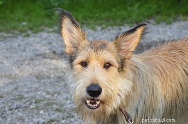 Unveiling the Rare Breed Behind Winn-Dixie