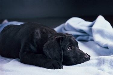 Why Does My Puppy Attack His Blanket? Expert Tips to Stop the Chewing