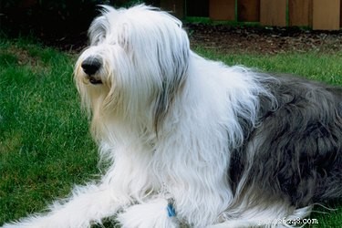 Understanding and Managing Canine Anal Fissures