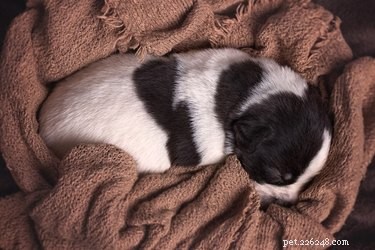 Caring for a Puppy That Can’t Nurse: Essential Step‑by‑Step Guide