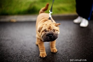 Shar Pei Dogs: Temperament, Traits, and Puppy Care Guide