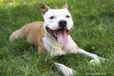 Pit Bulls 101: Facts, Temperament, and Care