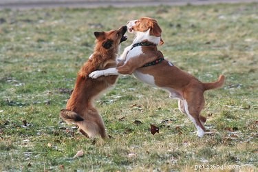 How to Safely Handle Your Dogs After a Fight